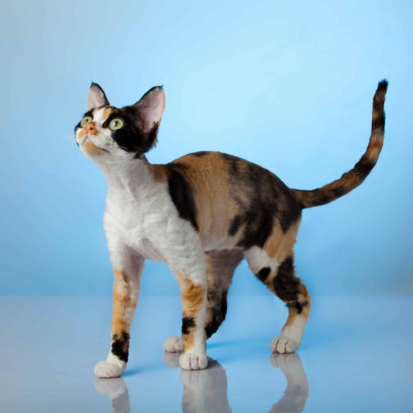 Quelles sont les races de chats hypoallergéniques ?