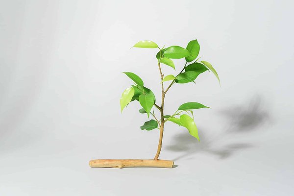 Salon de l'environnement: les dates prévues pour 2025