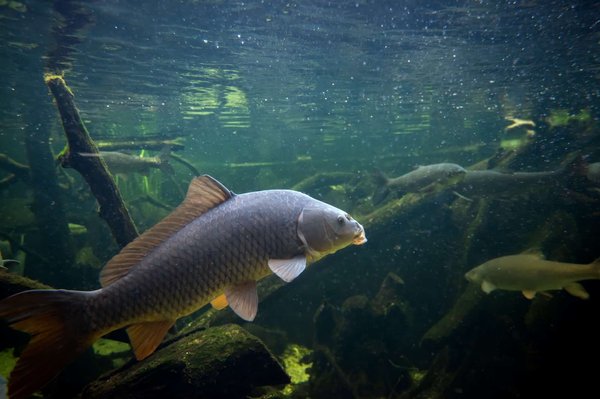 Découvrez les différents types des poissons d'eau douce