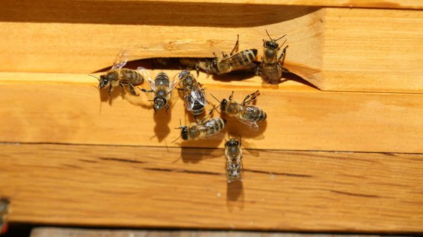 Comment reconnaître les signes d'une infestation d'insectes ?