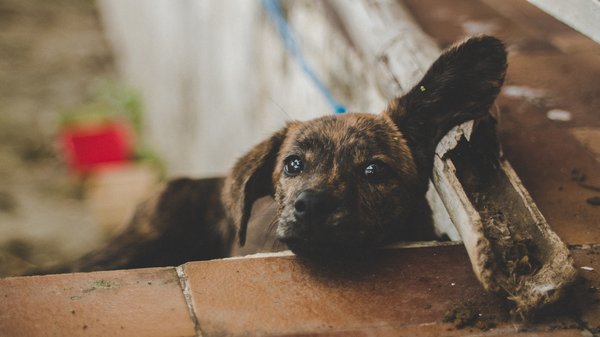 Adopter un chiot shiba inu : guide essentiel